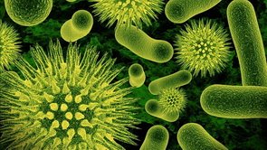 Бактерии для выгребной ямы